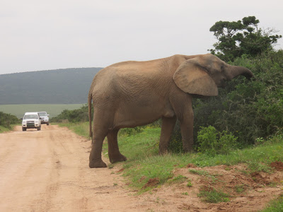 SUD AFRICA 2015: CAPE TOWN e GARDEN ROUTE, tra trekking e tour