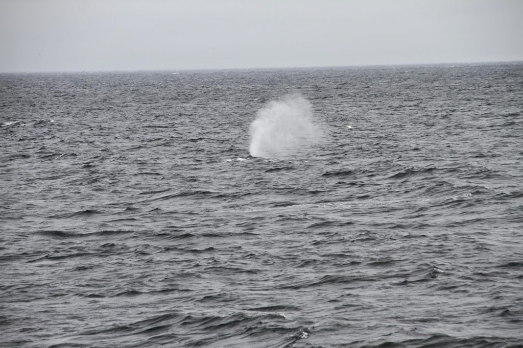 Balene, Fiordi e Centro Spaziale in Canada.